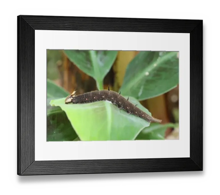 Framed Print : Owl, caterpillar -Caligo memnon- on a banana leaf, found in South America Framed Print : Owl, caterpillar -Caligo memnon- on a banana leaf, found in South America