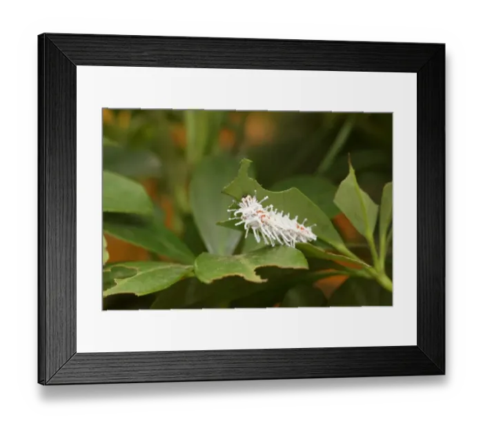 Framed Print : Caterpillar of the atlas moth -Attacus atlas-, early stage, found in Southeast Asia Framed Print : Caterpillar of the atlas moth -Attacus atlas-, early stage, found in Southeast Asia
