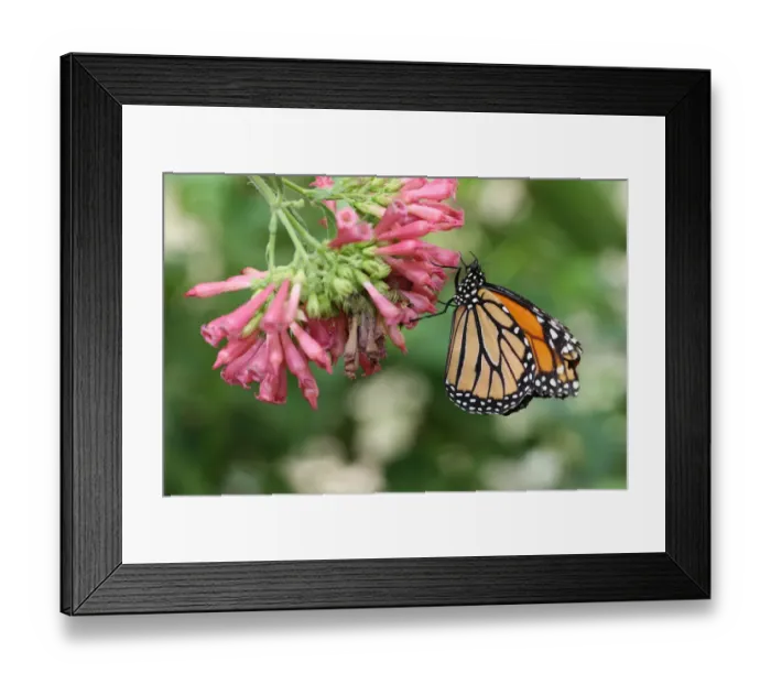 Framed Print : Monarch butterfly -Danaus plexippus-, found in North America and northern South America Framed Print : Monarch butterfly -Danaus plexippus-, found in North America and northern South America