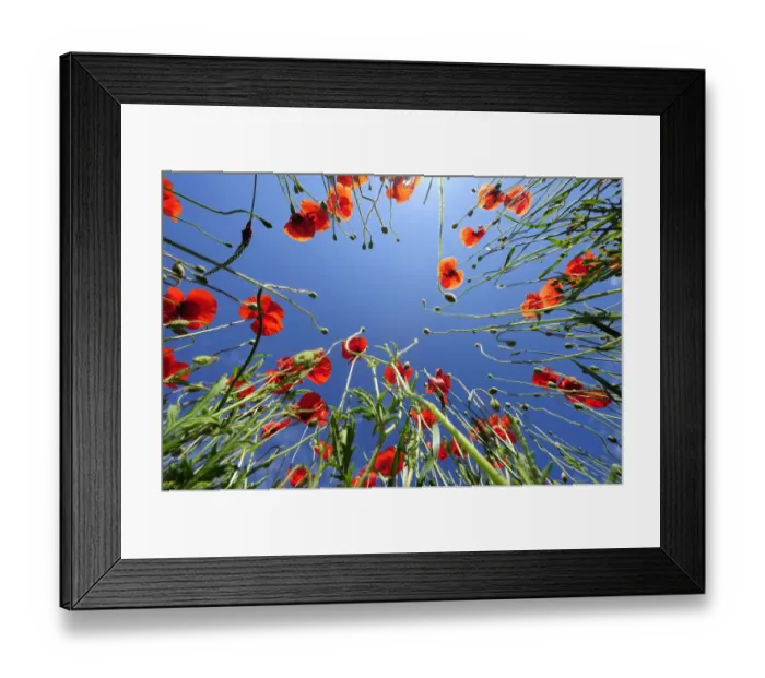 Framed Print : Poppies -Papaver rhoeas-, poppy field near Weilheim, Upper Bavaria, Bavaria, Germany, Europe, PublicGround Framed Print : Poppies -Papaver rhoeas-, poppy field near Weilheim, Upper Bavaria, Bavaria, Germany, Europe, PublicGround