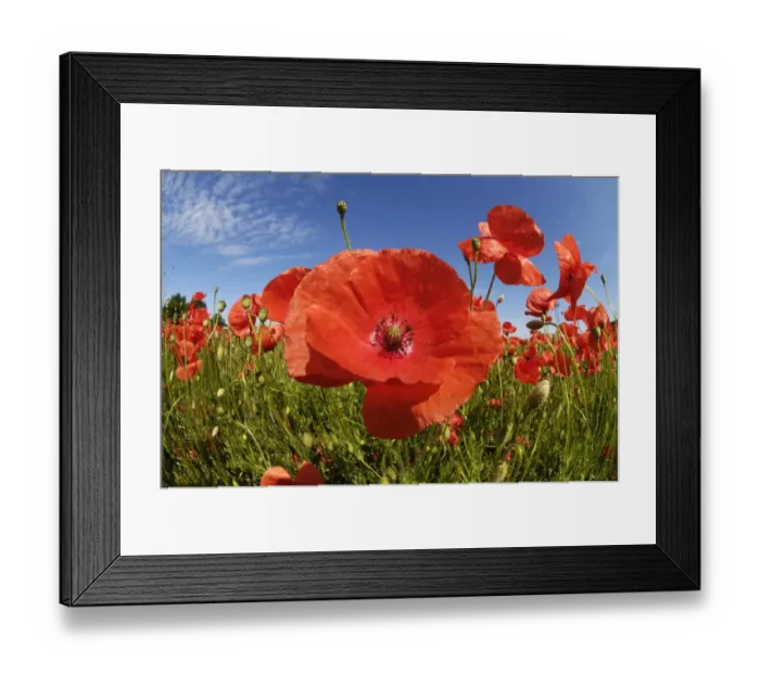 Framed Print : Poppies -Papaver rhoeas-, poppy field near Weilheim, Upper Bavaria, Bavaria, Germany, Europe Framed Print : Poppies -Papaver rhoeas-, poppy field near Weilheim, Upper Bavaria, Bavaria, Germany, Europe