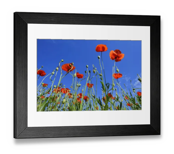 Framed Print : Poppies -Papaver rhoeas-, poppy field near Weilheim, Upper Bavaria, Bavaria, Germany, Europe Framed Print : Poppies -Papaver rhoeas-, poppy field near Weilheim, Upper Bavaria, Bavaria, Germany, Europe