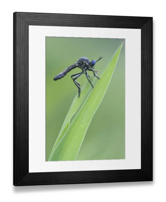 Framed Print : Violet black-legged robber fly -Dioctria atricapilla-, Haren, Emsland region, Lower Saxony, Germany, Europe