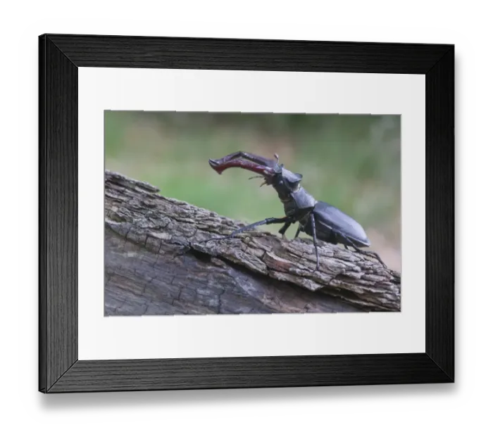 Framed Print : Stag beetle -Lucanus cervus-, Emsland region, Lower Saxony, Germany, Europe Framed Print : Stag beetle -Lucanus cervus-, Emsland region, Lower Saxony, Germany, Europe