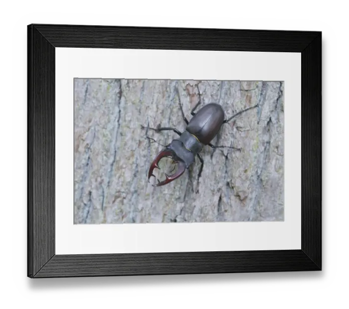 Framed Print : Stag beetle -Lucanus cervus-, Emsland region, Lower Saxony, Germany, Europe Framed Print : Stag beetle -Lucanus cervus-, Emsland region, Lower Saxony, Germany, Europe
