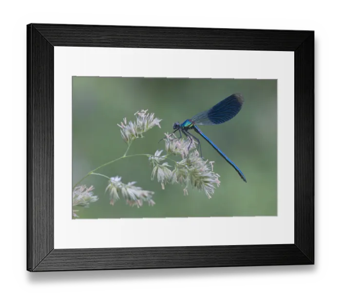 Framed Print : Banded Demoiselle -Calopteryx splendens-, male, Haren, Emsland region, Lower Saxony, Germany, Europe Framed Print : Banded Demoiselle -Calopteryx splendens-, male, Haren, Emsland region, Lower Saxony, Germany, Europe