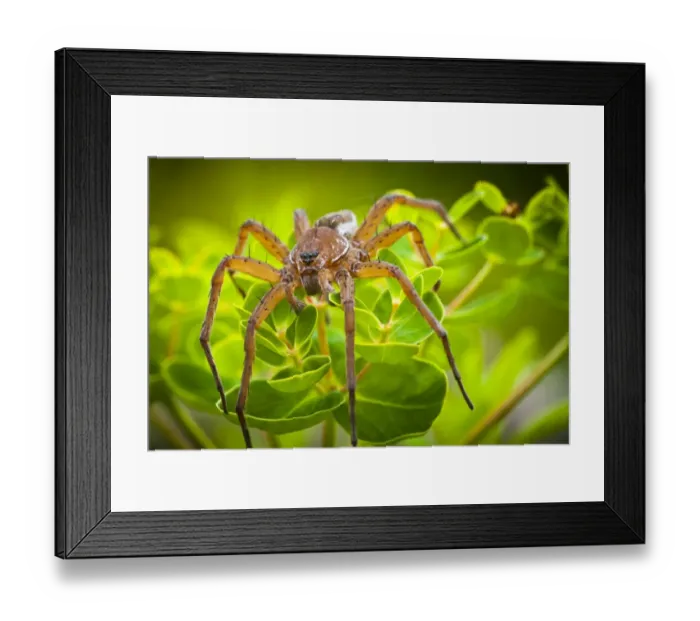 Framed Print : Raft Spider -Dolomedes fimbriatus- on Marsh Spurge -Euphorbia palustris-, Strobitzer Badesee, Cottbus, Brandenburg, Germany Framed Print : Raft Spider -Dolomedes fimbriatus- on Marsh Spurge -Euphorbia palustris-, Strobitzer Badesee, Cottbus, Brandenburg, Germany