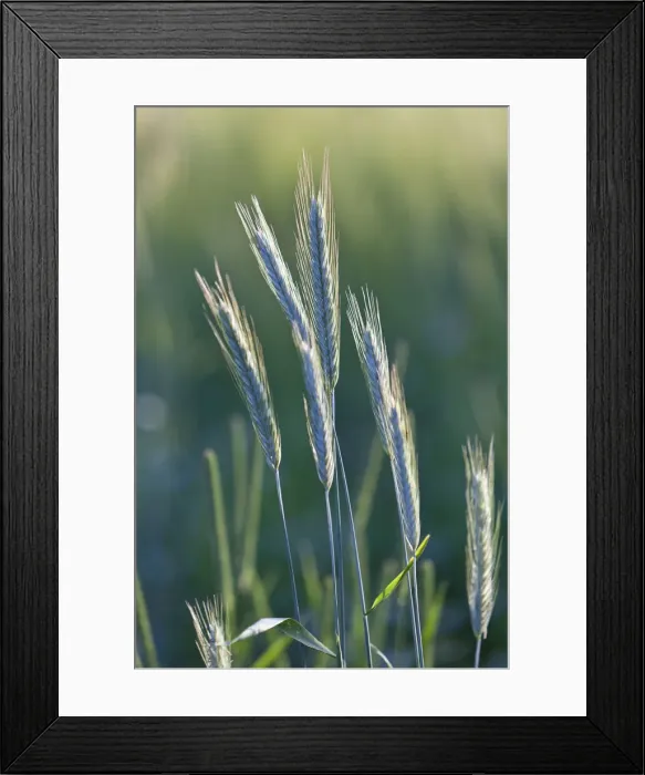 Framed Print : Barley -Hordeum vulgare-, Upper Bavaria, Bavaria, Germany, Europe, PublicGround