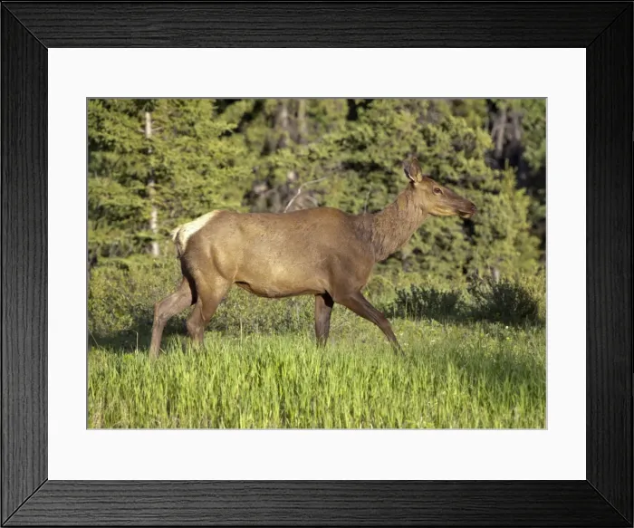 Framed Print : Elk, wapiti -Cervus canadensis-, female, cow, Yukon Territory, Canada Framed Print : Elk, wapiti -Cervus canadensis-, female, cow, Yukon Territory, Canada