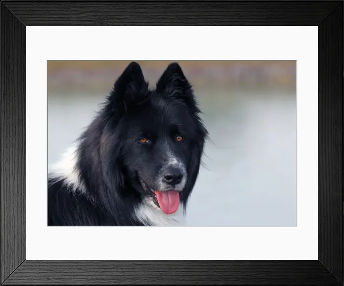 Framed Print : Dog -Canis lupus familiaris-, male, cross-breed, portrait