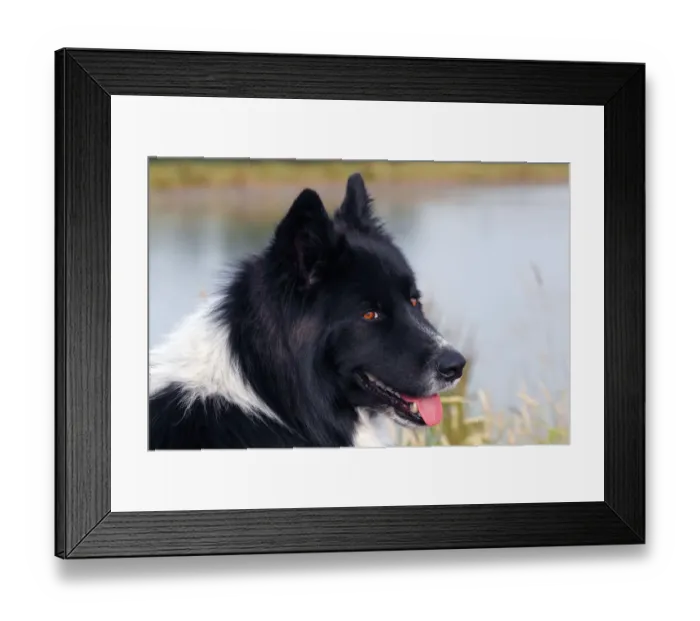Framed Print : Dog -Canis lupus familiaris-, male, cross-breed, portrait Framed Print : Dog -Canis lupus familiaris-, male, cross-breed, portrait