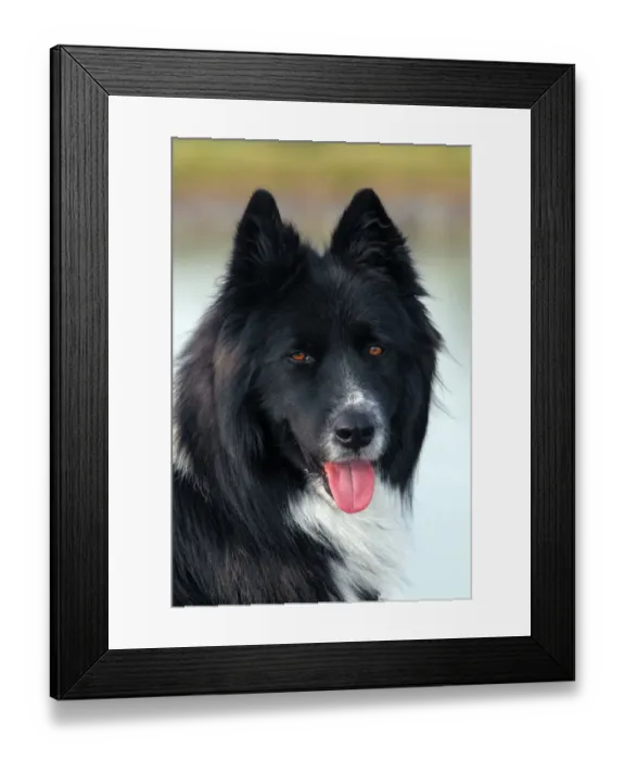 Framed Print : Dog -Canis lupus familiaris-, male, mongrel, portrait Framed Print : Dog -Canis lupus familiaris-, male, mongrel, portrait