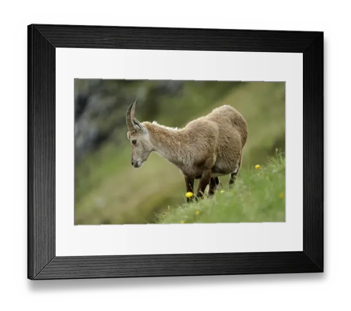 Framed Print : Alpine Ibex -Capra ibex-, female, standing in meadow, Niederhorn, Bernese Oberland, Switzerland, Europe Framed Print : Alpine Ibex -Capra ibex-, female, standing in meadow, Niederhorn, Bernese Oberland, Switzerland, Europe