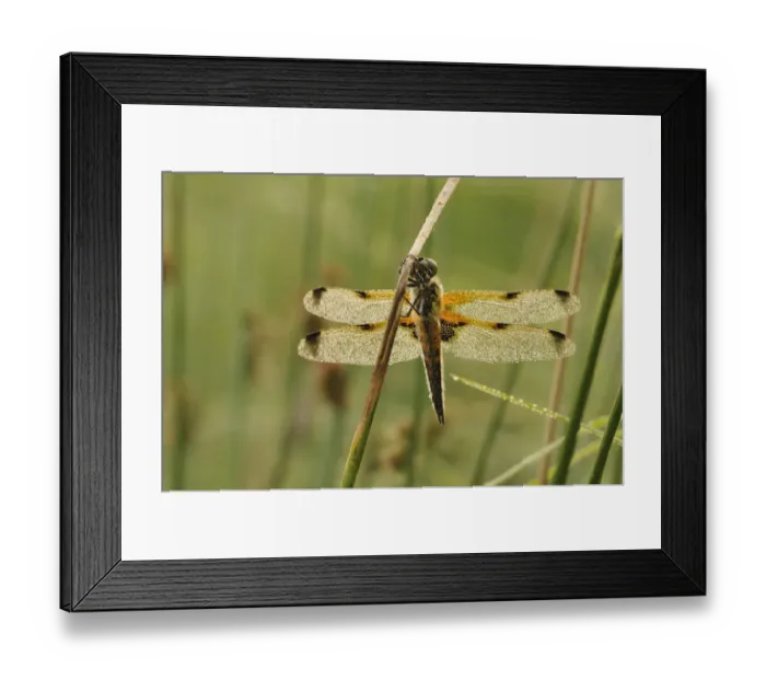 Framed Print : Four-spotted Chaser -Libellula quadrimaculata- covered with dew, North Rhine-Westphalia, Germany Framed Print : Four-spotted Chaser -Libellula quadrimaculata- covered with dew, North Rhine-Westphalia, Germany