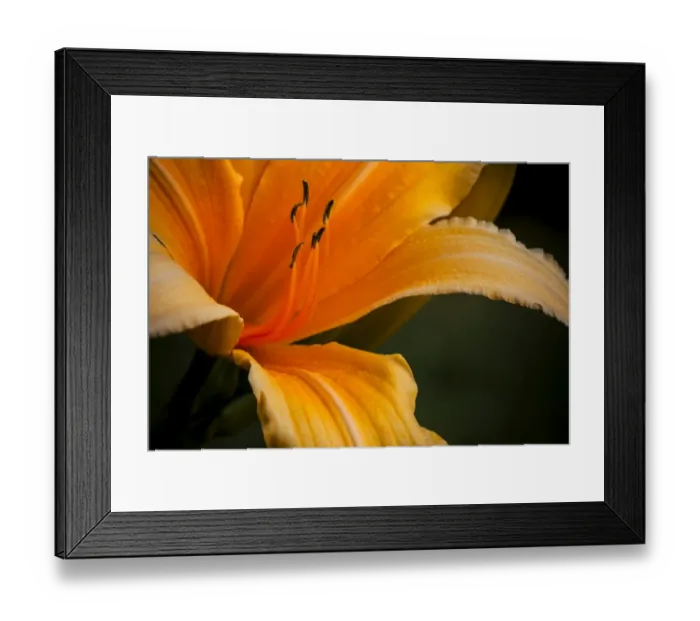 Framed Print : Daylily -Hemerocallis sp. -, flower Framed Print : Daylily -Hemerocallis sp. -, flower