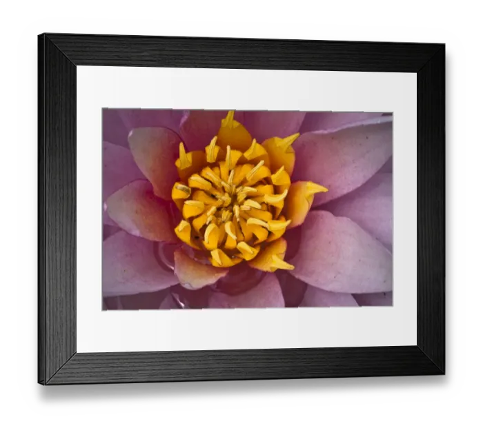 Framed Print : Detail, flower of a Water lily -Nymphaea sp. -, cultivar Framed Print : Detail, flower of a Water lily -Nymphaea sp. -, cultivar