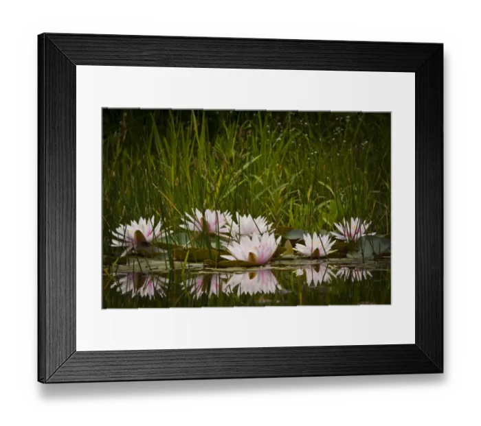 Framed Print : Water lilies -Nymphaea sp. -, cultivar Framed Print : Water lilies -Nymphaea sp. -, cultivar