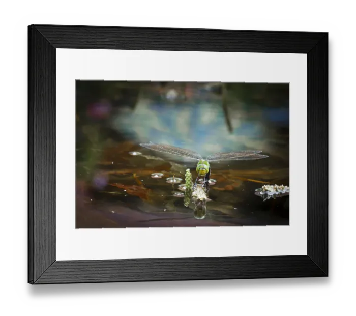 Framed Print : Emperor Dragonfly or Blue Emperor -Anax imperator-, female laying eggs, Gartenteich Schmellwitz, Cottbus, Brandenburg, Germany Framed Print : Emperor Dragonfly or Blue Emperor -Anax imperator-, female laying eggs, Gartenteich Schmellwitz, Cottbus, Brandenburg, Germany