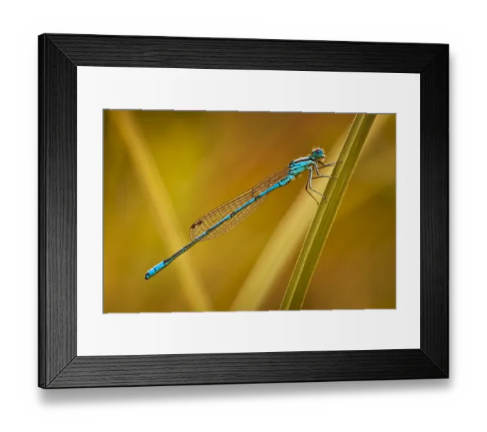 Framed Print : Azure Damselfly -Coenagrion puella-, Gartenteich Schmellwitz, Cottbus, Brandenburg, Germany Framed Print : Azure Damselfly -Coenagrion puella-, Gartenteich Schmellwitz, Cottbus, Brandenburg, Germany