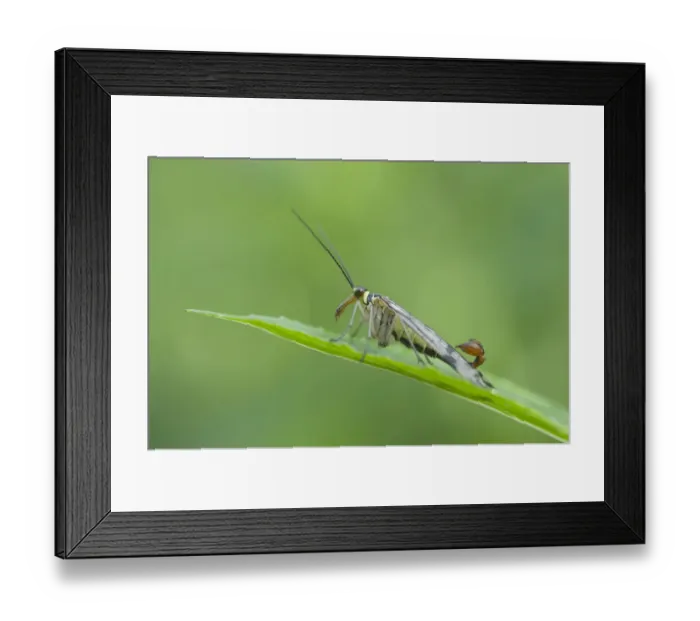 Framed Print : Common Scorpion Fly -Panorpa communis-, male, Haren, Emsland region, Lower Saxony, Germany, Europe Framed Print : Common Scorpion Fly -Panorpa communis-, male, Haren, Emsland region, Lower Saxony, Germany, Europe