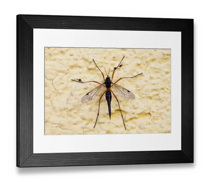Framed Print : Giant sabre comb-horn cranefly -Tanyptera atrata-, wine district, Lower Austria, Austria, Europe Framed Print : Giant sabre comb-horn cranefly -Tanyptera atrata-, wine district, Lower Austria, Austria, Europe