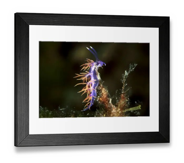 Framed Print : Violette sea slug -Flabellina affinis-, Mediterranean Sea, Croatia Framed Print : Violette sea slug -Flabellina affinis-, Mediterranean Sea, Croatia