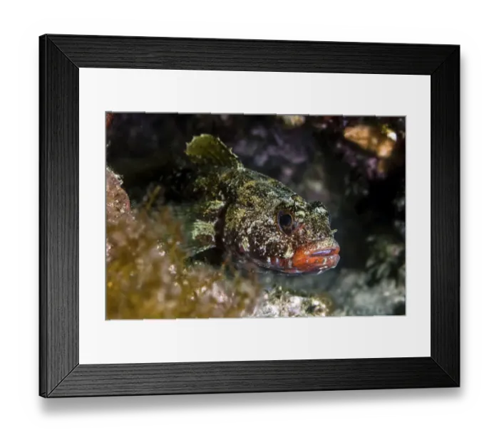 Framed Print : Red-mouthed goby -Gobius cruentatus-, Mediterranean Sea, Croatia Framed Print : Red-mouthed goby -Gobius cruentatus-, Mediterranean Sea, Croatia
