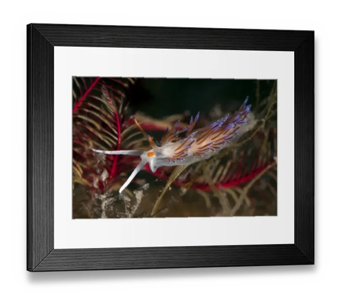 Framed Print : Cratena slug -Cratena peregrina-, Mediterranean Sea, Croatia Framed Print : Cratena slug -Cratena peregrina-, Mediterranean Sea, Croatia