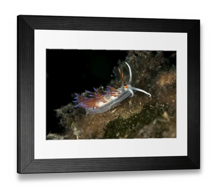 Framed Print : Cratena slug -Cratena peregrina-, Mediterranean Sea, Croatia Framed Print : Cratena slug -Cratena peregrina-, Mediterranean Sea, Croatia