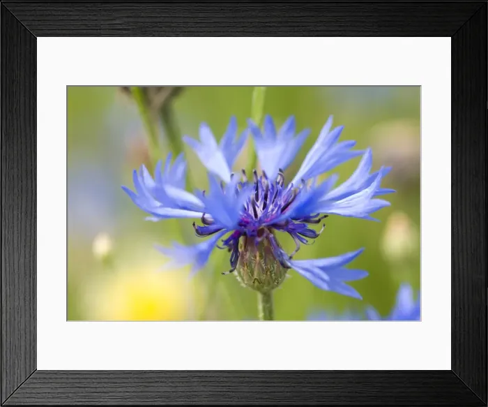 Framed Print : Cornflower -Centaurea cyanus- Framed Print : Cornflower -Centaurea cyanus-