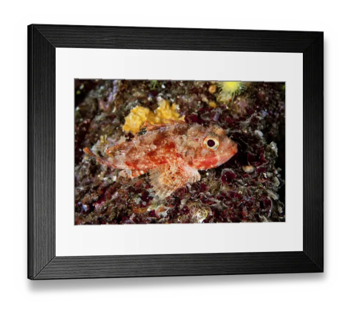 Framed Print : Small red scorpionfish -Scorpaena notata-, Mediterranean Sea, Croatia Framed Print : Small red scorpionfish -Scorpaena notata-, Mediterranean Sea, Croatia