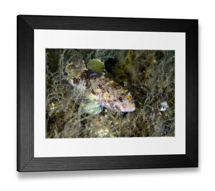 Framed Print : Rock goby -Gobius paganellus-, Mediterranean Sea, Croatia Framed Print : Rock goby -Gobius paganellus-, Mediterranean Sea, Croatia