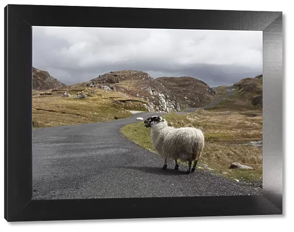 Sheep on road to Slieve League, County Donegal, Ireland, Europe, PublicGround