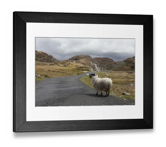 Framed Print : Sheep on road to Slieve League, County Donegal, Ireland, Europe, PublicGround Framed Print : Sheep on road to Slieve League, County Donegal, Ireland, Europe, PublicGround