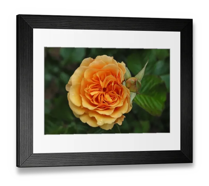 Framed Print : Rose -Rosa-, variety Amber Queen, flower with bud and raindrops