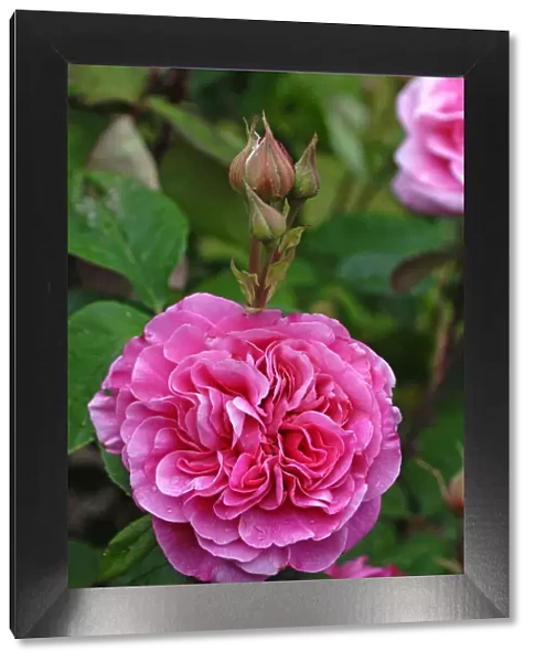 Pink rose -Rosa-, variety Gertrude Jekyll, flowers with buds