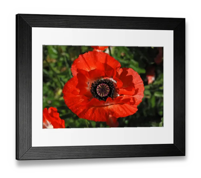 Framed Print : Red poppy, Oriental poppy -Papaver orientale- with rain drops Framed Print : Red poppy, Oriental poppy -Papaver orientale- with rain drops
