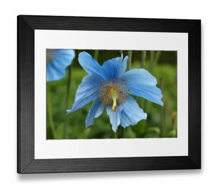 Framed Print : Flower of blue poppy -Meconopsis sheldonii- Framed Print : Flower of blue poppy -Meconopsis sheldonii-