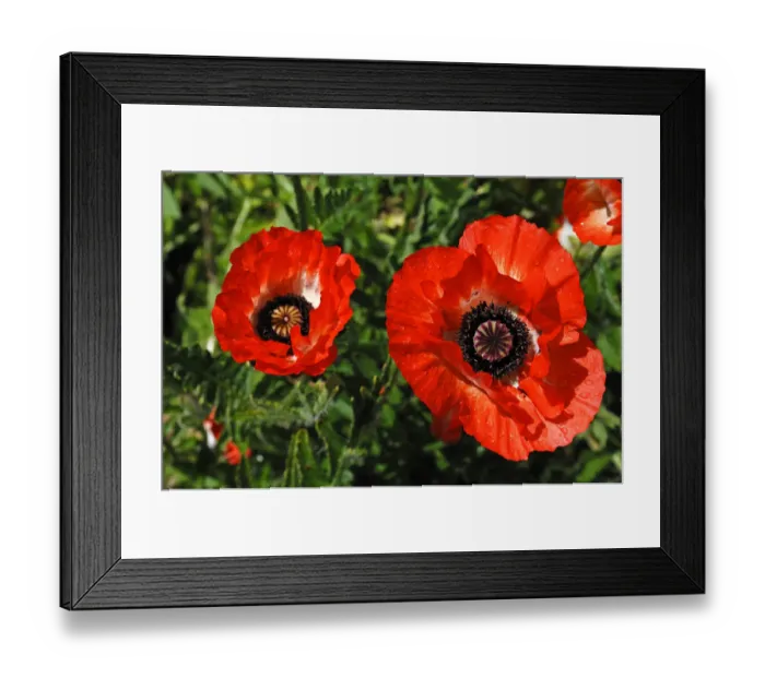 Framed Print : Red poppies, Oriental poppy -Papaver orientale- with rain drops Framed Print : Red poppies, Oriental poppy -Papaver orientale- with rain drops