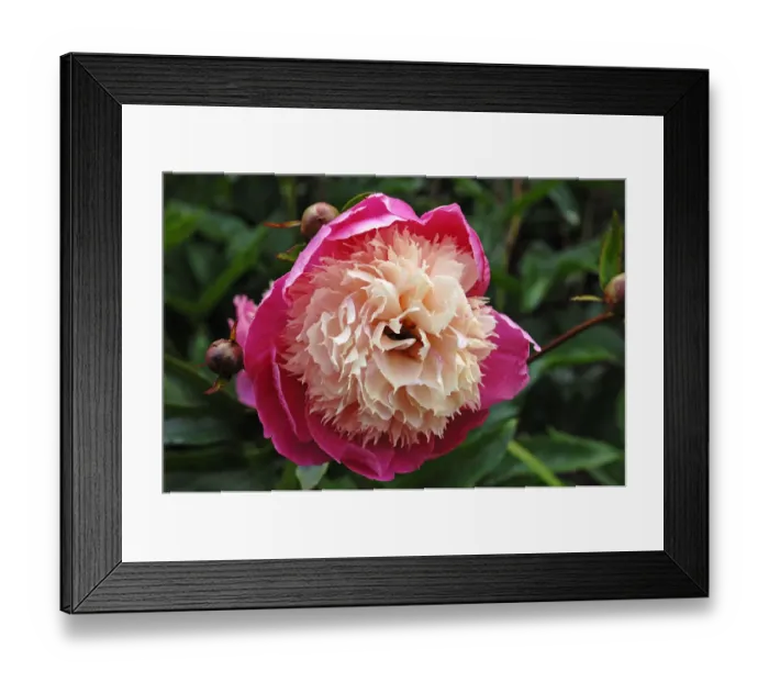 Framed Print : Flower of a peony -Paeonia-, with buds Framed Print : Flower of a peony -Paeonia-, with buds