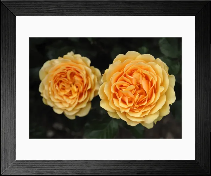 Framed Print : Rose -Rosa-, variety Amber Queen Framed Print : Rose -Rosa-, variety Amber Queen