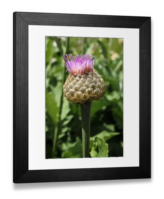 Framed Print : Bud of a Persian Cornflower -Centaurea dealbata- Framed Print : Bud of a Persian Cornflower -Centaurea dealbata-