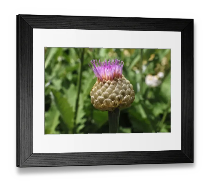 Framed Print : Bud of a Persian Cornflower -Centaurea dealbata- Framed Print : Bud of a Persian Cornflower -Centaurea dealbata-