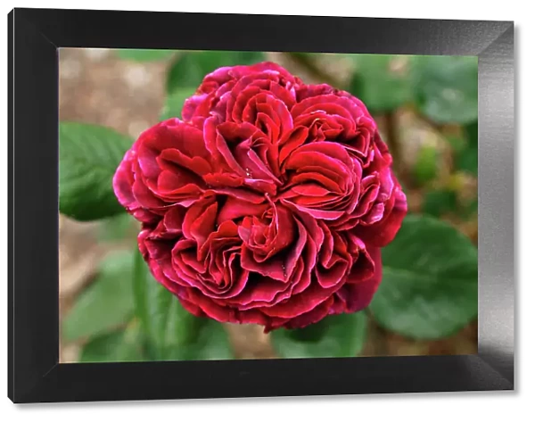 Rose -Rosa-, variety Falstaff, flower