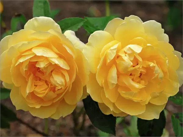 Yellow roses -Rosa-, variety Graham Thomas, flowers