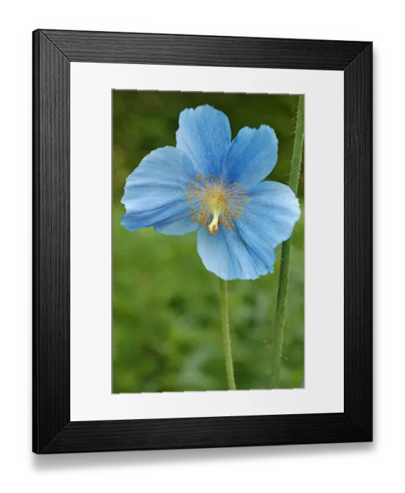 Framed Print : Flower of blue poppy -Meconopsis sheldonii-