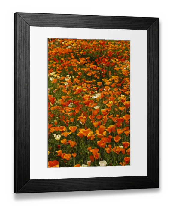 Framed Print : Flowering Iceland poppies -Papaver nudicaule- with rain drops Framed Print : Flowering Iceland poppies -Papaver nudicaule- with rain drops
