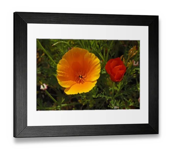 Framed Print : Flowering Iceland poppies -Papaver nudicaule- with rain drops Framed Print : Flowering Iceland poppies -Papaver nudicaule- with rain drops