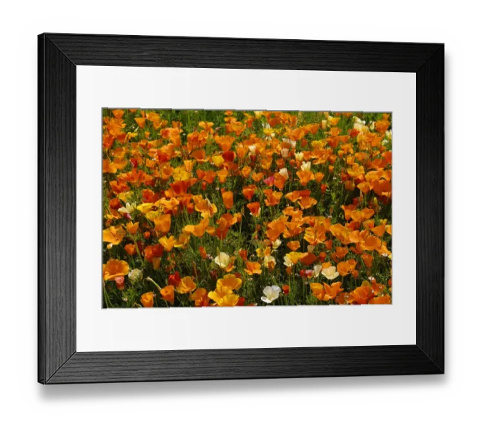 Framed Print : Flowering Iceland poppies -Papaver nudicaule- with rain drops