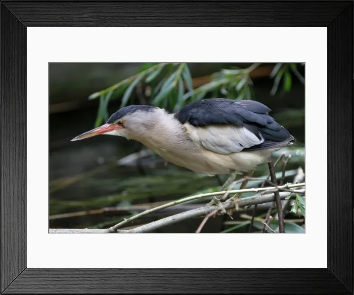 Framed Print : Little Bitternh-Ixobrychus minutus-, Austria, Europe Framed Print : Little Bitternh-Ixobrychus minutus-, Austria, Europe